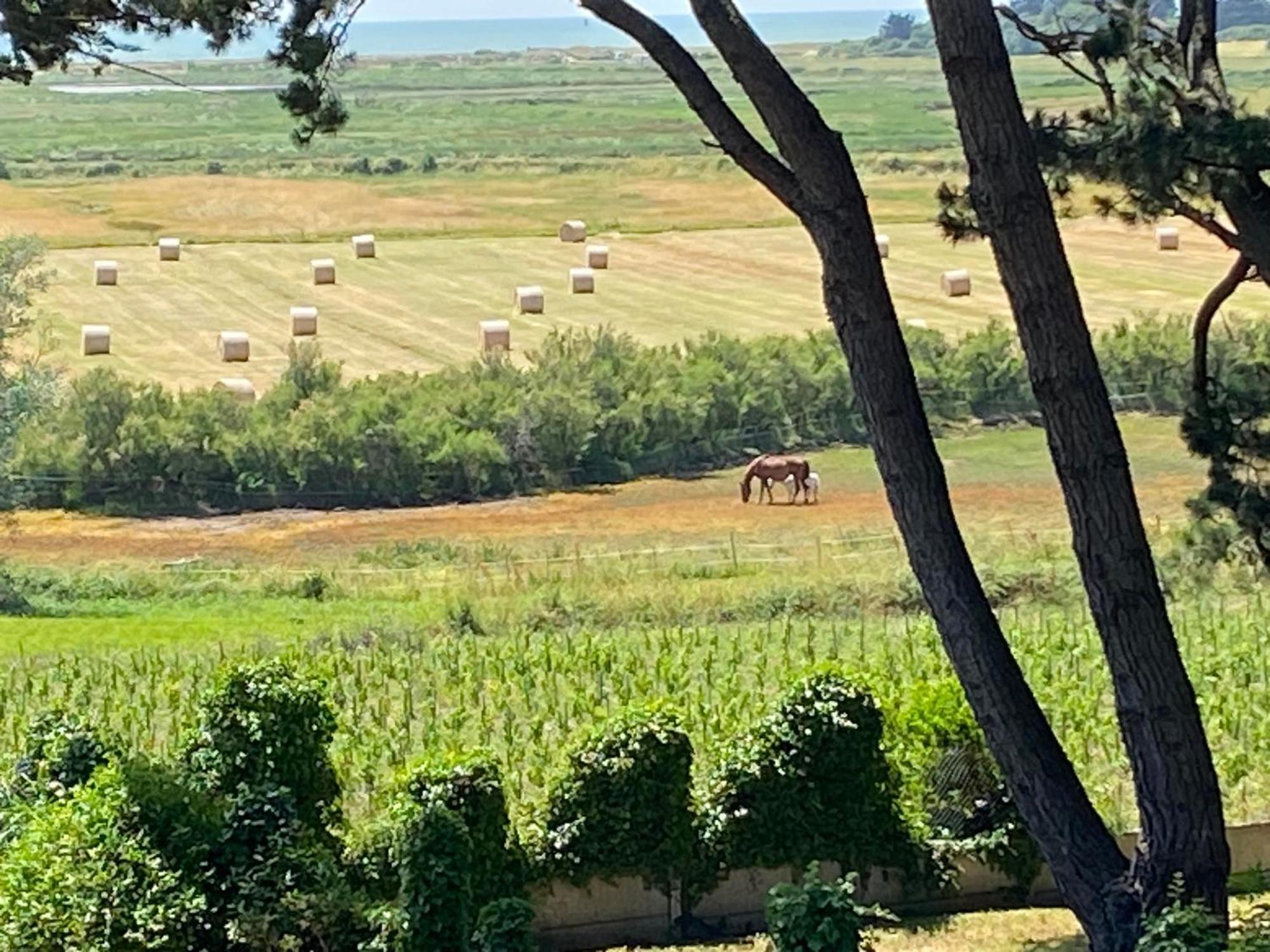 Villa Vieilles Vignes Vue Mer Billiers Zewnętrze zdjęcie